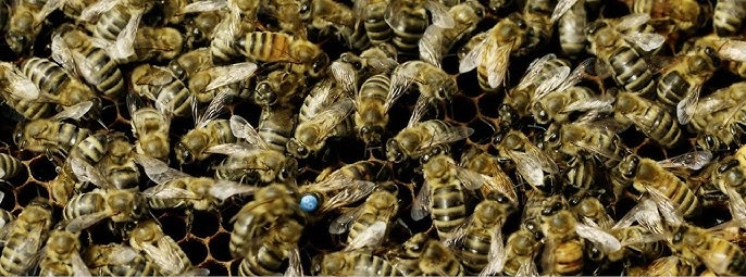 ana arı yetiştiriciliği Apis mellifera carnica Arıcılık bal arısı dağlık bölgelerde arıcılık düşük gıda tüketimi gri arı hastalıklara dirençli arı hobi arıcılığı iklime dayanıklı arı Karniyol arı ırkı Karniyol Arısı kışlama kabiliyeti kıyı bölgelerinde arıcılık oğul verme Profesyonel arıcılık sakin arı türü uzun ömürlü arı yeni başlayan arıcılar yön bulma yeteneği yüksek verimli arı