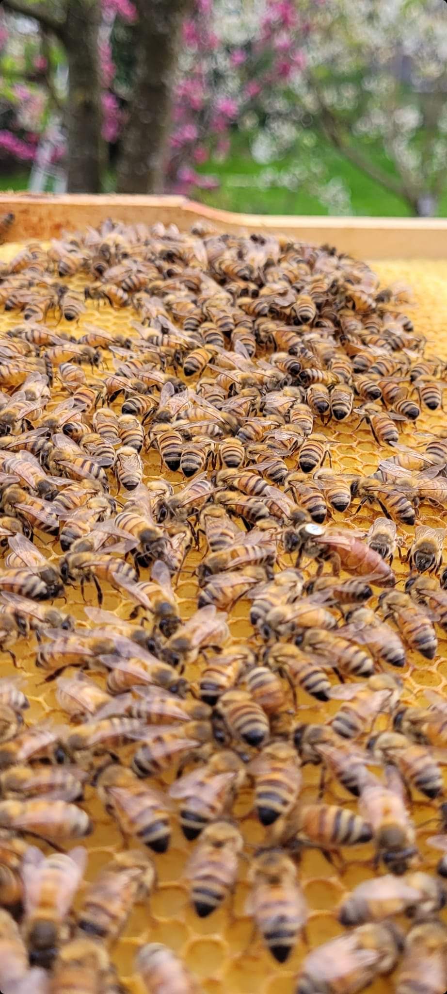 Apis Mellifera ligustica, Arı Irkları, Arı Türleri, Arı Ürünleri, Arı Yetiştiriciliği, Arı Yönetimi, Arıcılık, Arıcılık Teknikleri, Bal Üretimi, Ekonomiklik, Hastalık Dayanıklılığı, Hibrit Arılar, İtalyan Bal Arısı, Kışlama Yeteneği, Polen Toplama, Tozlama, Uysal Arı Türleri, Verimli Arı Irkları