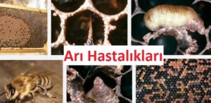 ari-hastaliklari-300x146 Bal Arısı Hastalıkları