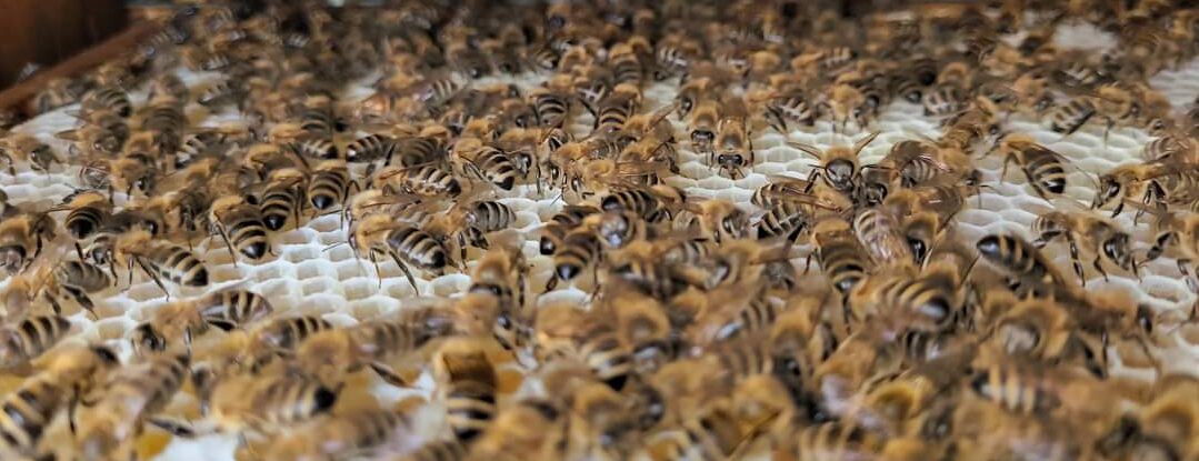 Kapsamlı Arıcılık Rehberi: Sağlıklı Koloniler, Verimli Üretim