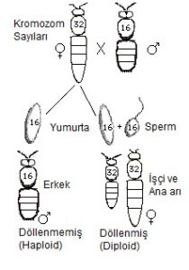 Arilardaki-Kromozom-Sayisi.-Bir-Anahtar-Faktor-210x300 Arı Genetiği Prensipleri