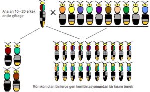 Ciftlesme-Davranisi-300x185 Arı Genetiği Prensipleri