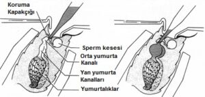 Enjektor-ucu-koruma-kapakcigini-gecmek-1-300x142 Ana Arılarda Suni Tohumlama Yöntemi