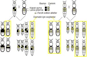 Hijyenik-Davranis-300x195 Arı Genetiği Prensipleri