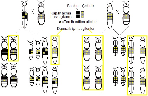 Bal Arısı (Apis mellifera) Üzerine Derinlemesine İnceleme