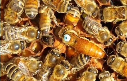 Arı hastalıkları ve tedavileri Arı ırklarının genetik özellikleri arıcılık ekipmanları Arıcılık kursları ve eğitimleri Bal üretimi ve hasadı