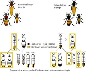 Kordovan-Arisi-Rengi-300x251 Arı Genetiği Prensipleri