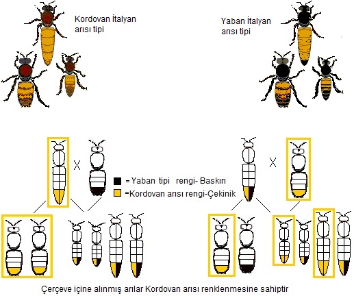 #AnaArı, #AnaArıGenetiği, #KoloniVerimliliği, #ArıcılıkRehberi, #Arıcılık, #KraliçeArı, #AnaArıYetiştiriciliği, #BalArısıIrkları, #DamızlıkAnaArı, #ArıcılıkTeknikleri, #PaketArıcılık, #AnaArıSatışı, #ArıcılıkMalzemeleri, #KoloniGelişimi, #BalÜretimi