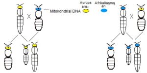 Mitokondrial-DNA-300x150 Arı Genetiği Prensipleri