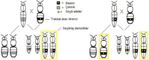 Trakeal-akar-Direnci-300x122 Arı Genetiği Prensipleri