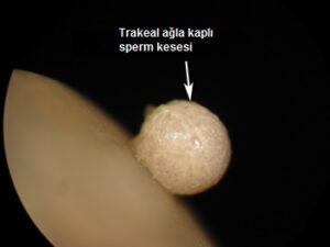 dollu-sperm-300x225 Ana Arılarda Suni Tohumlama Yöntemi