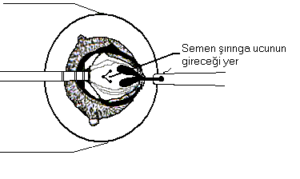 girilecek-yer-300x179 Ana Arılarda Suni Tohumlama Yöntemi